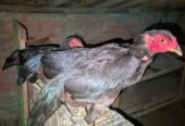 Ayam bangkok babon 3 ekor