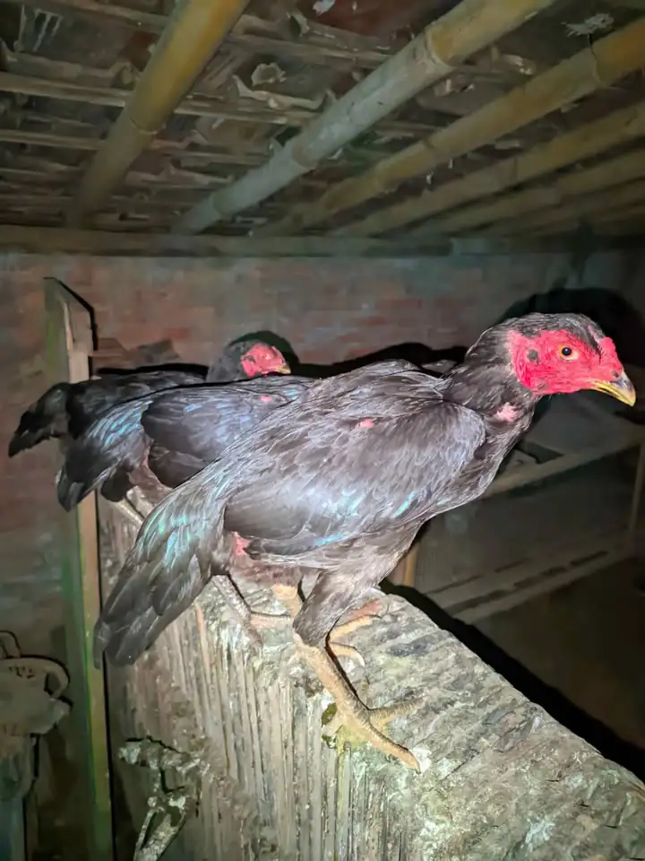 Ayam bangkok babon 3 ekor