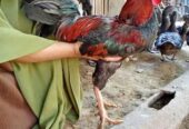 Ayam jago