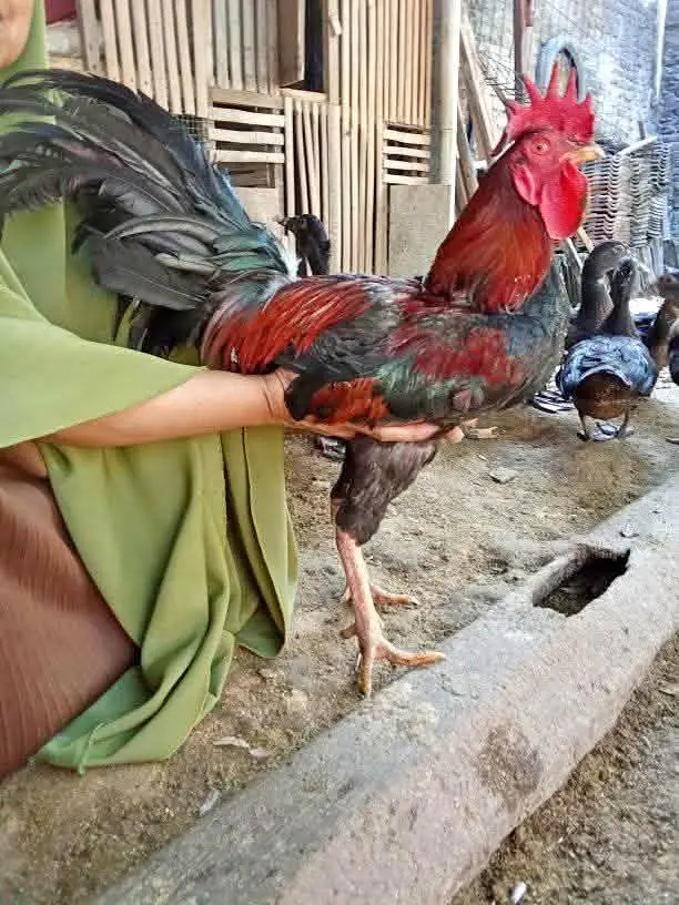 Ayam jago