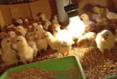 Ayam Elba 1mgg/ KUB 2mgg