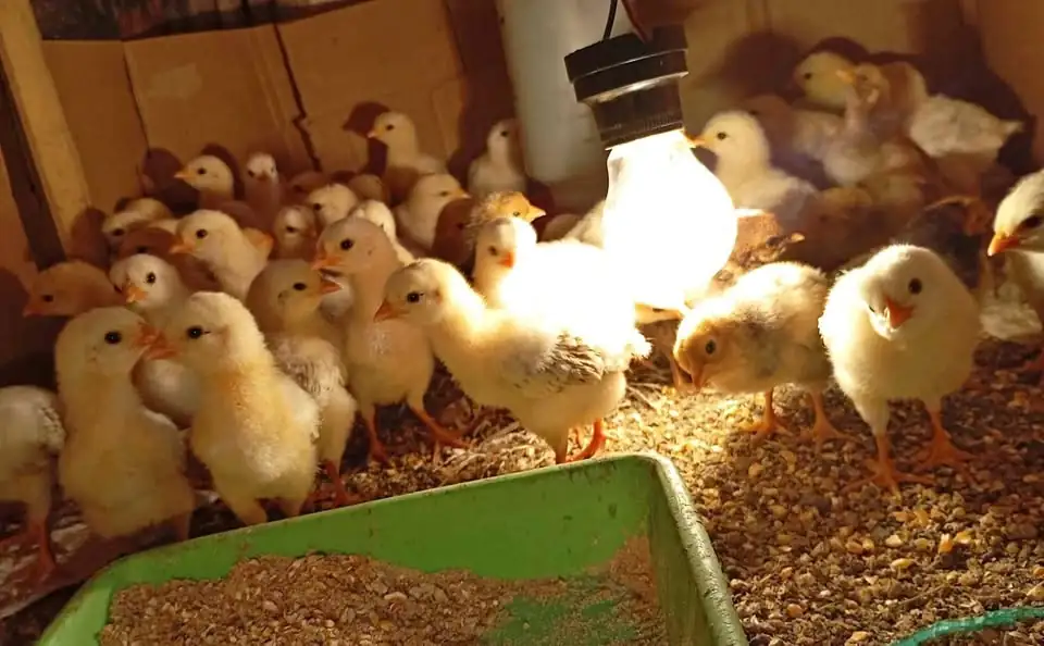 Ayam Elba 1mgg/ KUB 2mgg