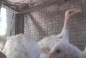 Ayam kalkun