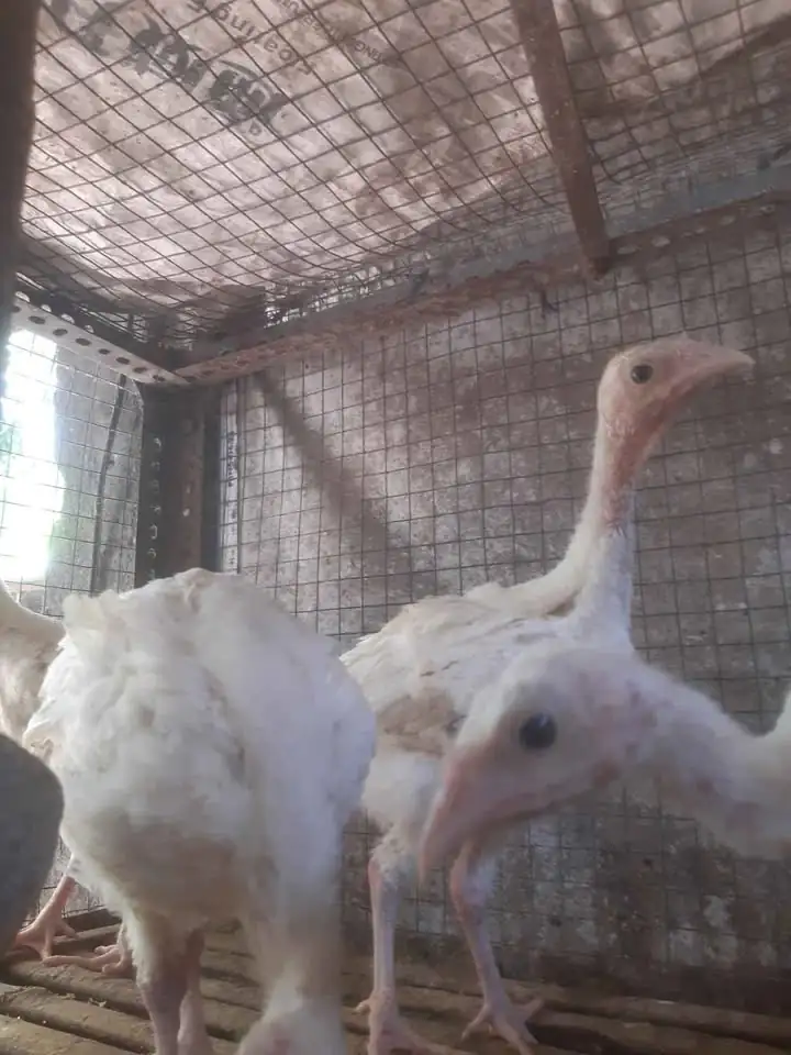 Ayam kalkun