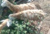 Di Jual kambing