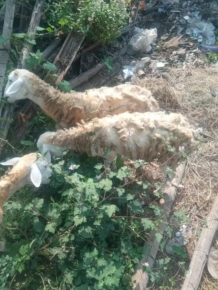 Di Jual kambing