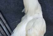 Ayam putih mulus 5,5 bulan