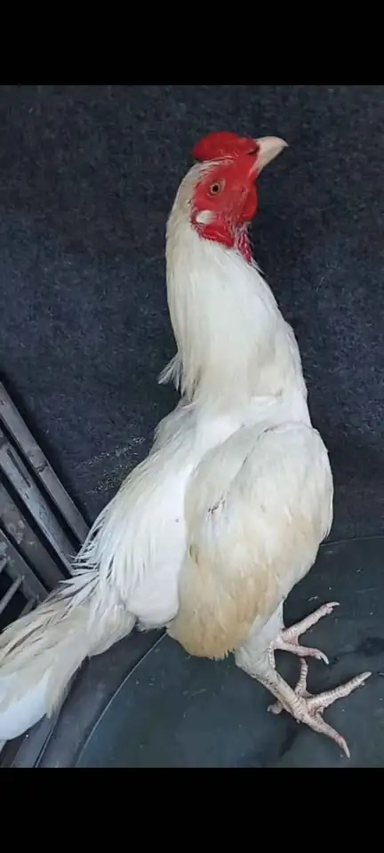 Ayam putih mulus 5,5 bulan