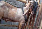 Di jual Kambing jantan