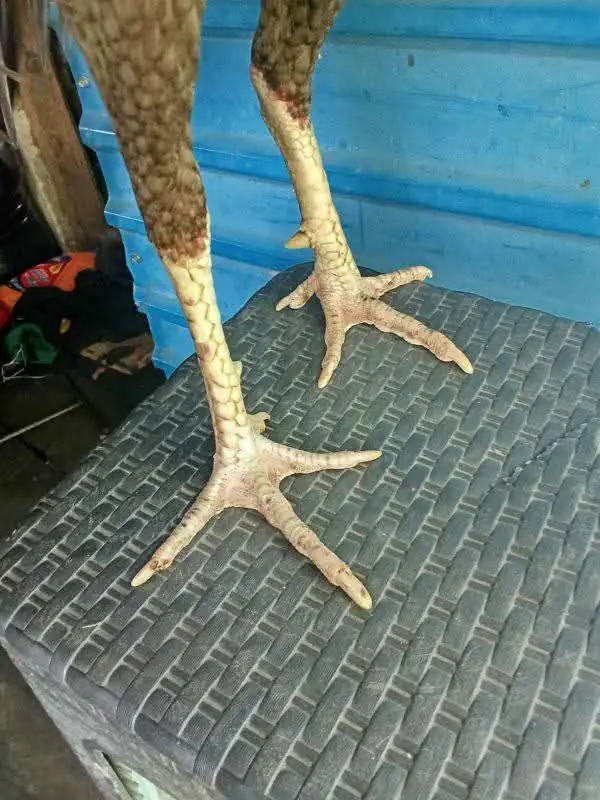 Ayam jago gondang