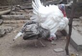 Ayam kalkun indukan