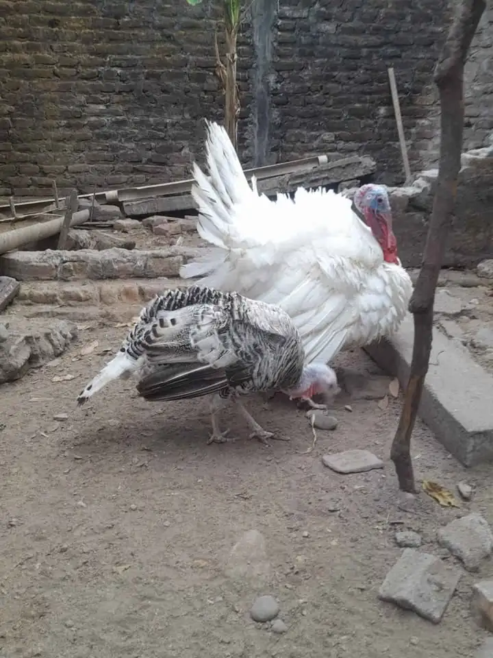 Ayam kalkun indukan