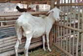 Kambing super