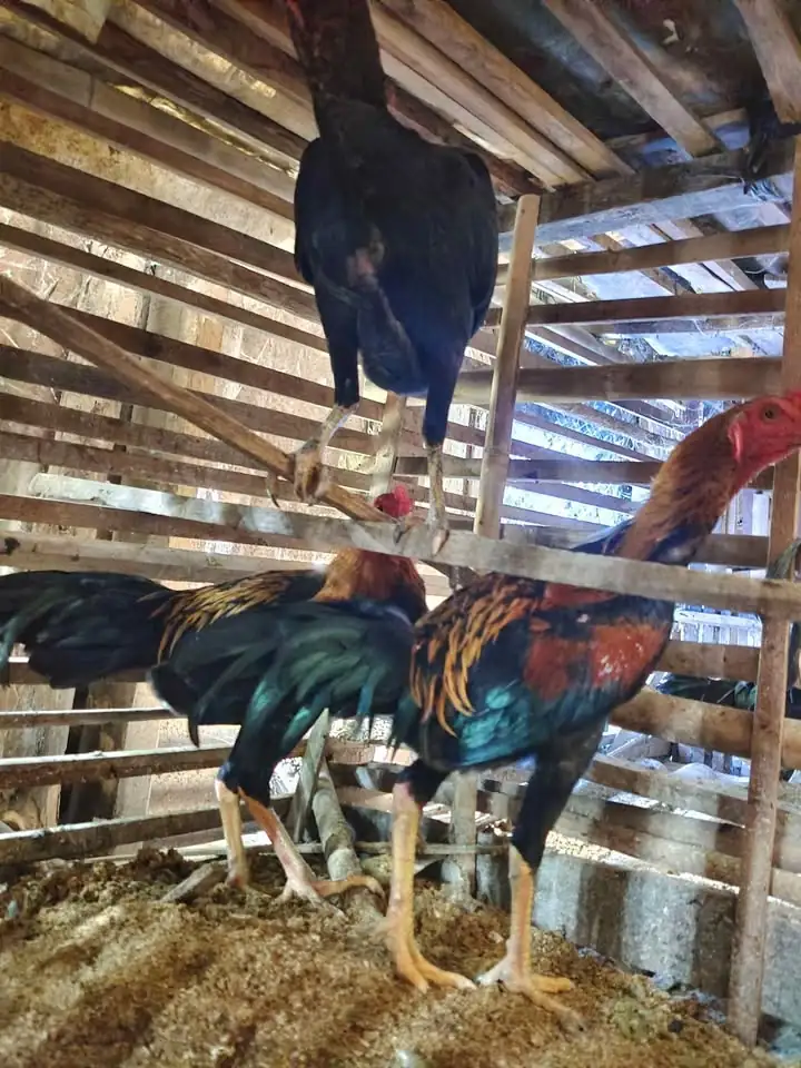 ayam bangkok