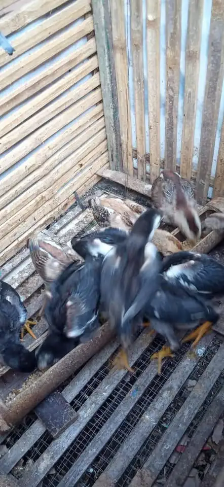 Anakan ayam kampung