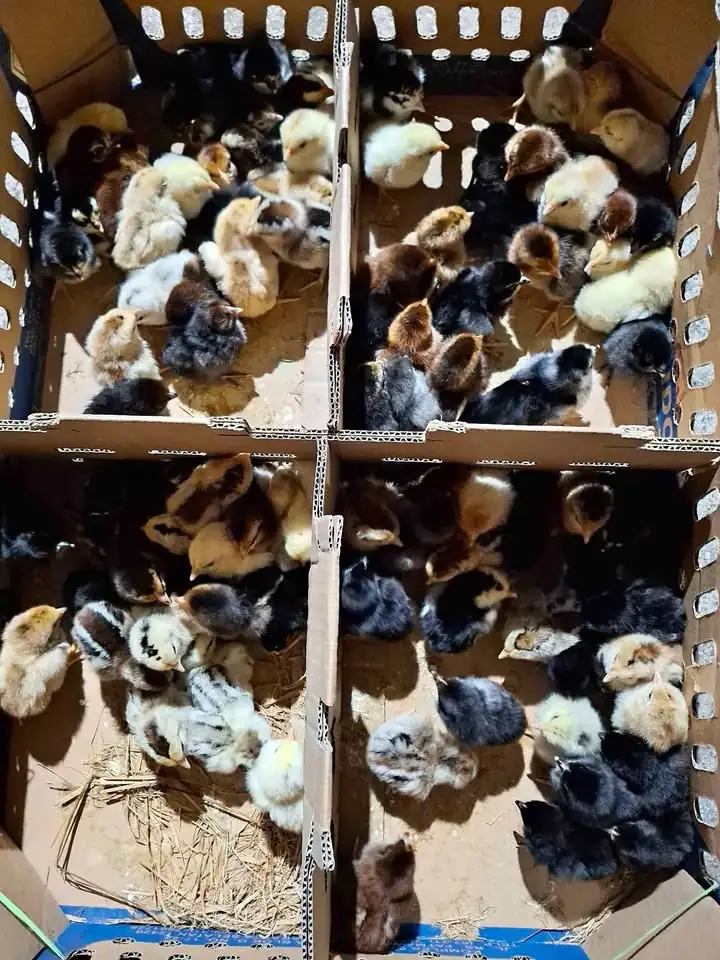 Doc ayam kub 2
