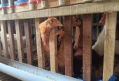 Ayam elba umur 4 bulan borongan 38 ekor