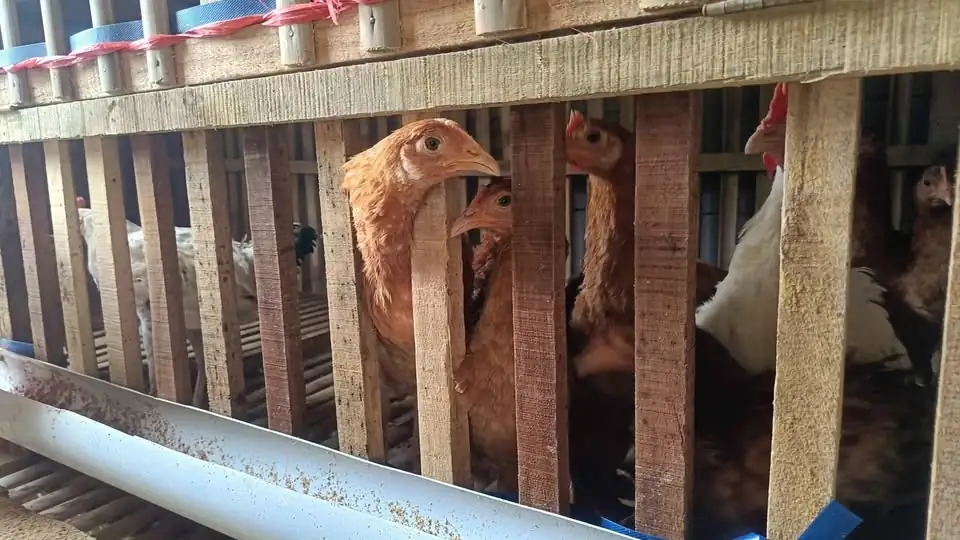 Ayam elba umur 4 bulan borongan 38 ekor