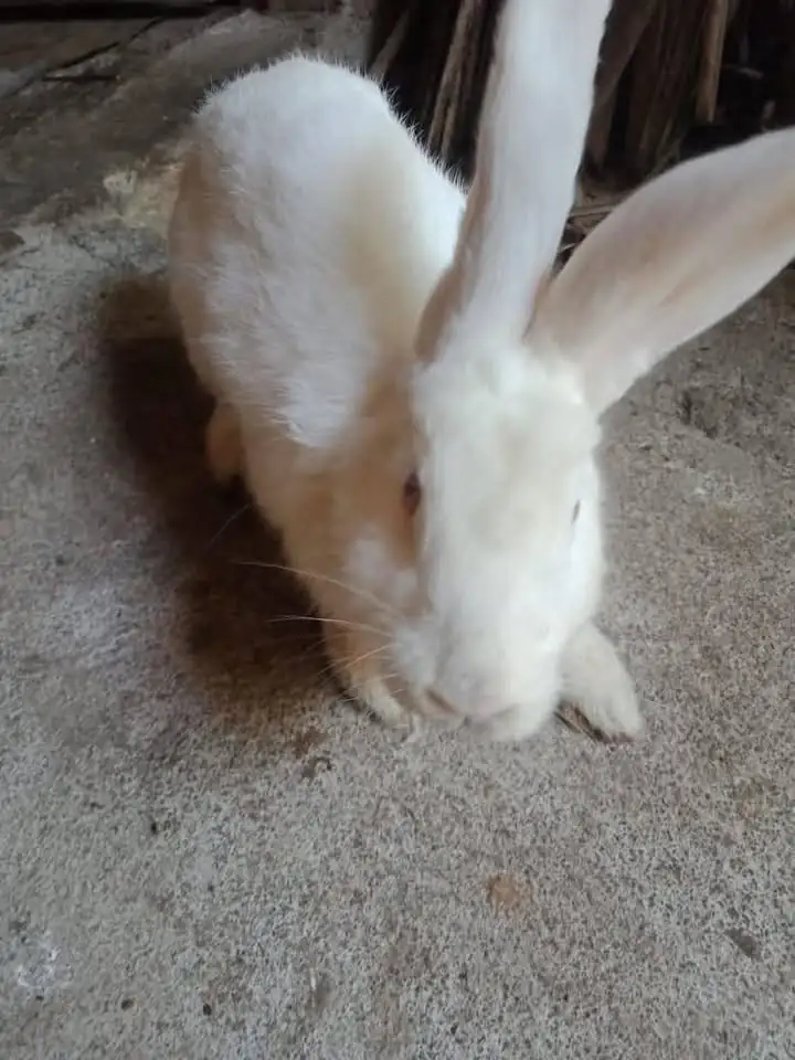 Di jual Kelinci
