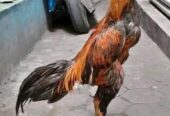 Ayam 1kali bodol
