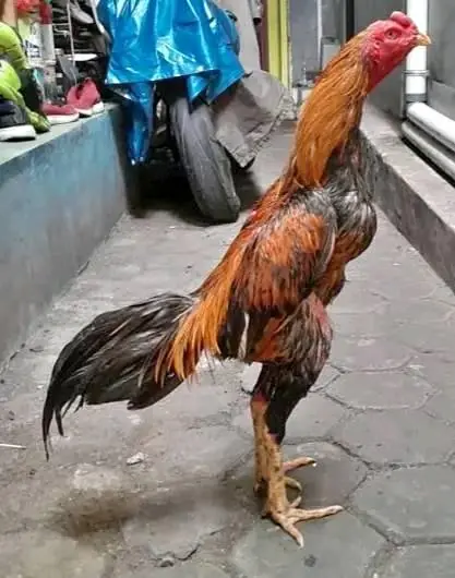 Ayam 1kali bodol