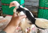 Jual ayam tulak Srono