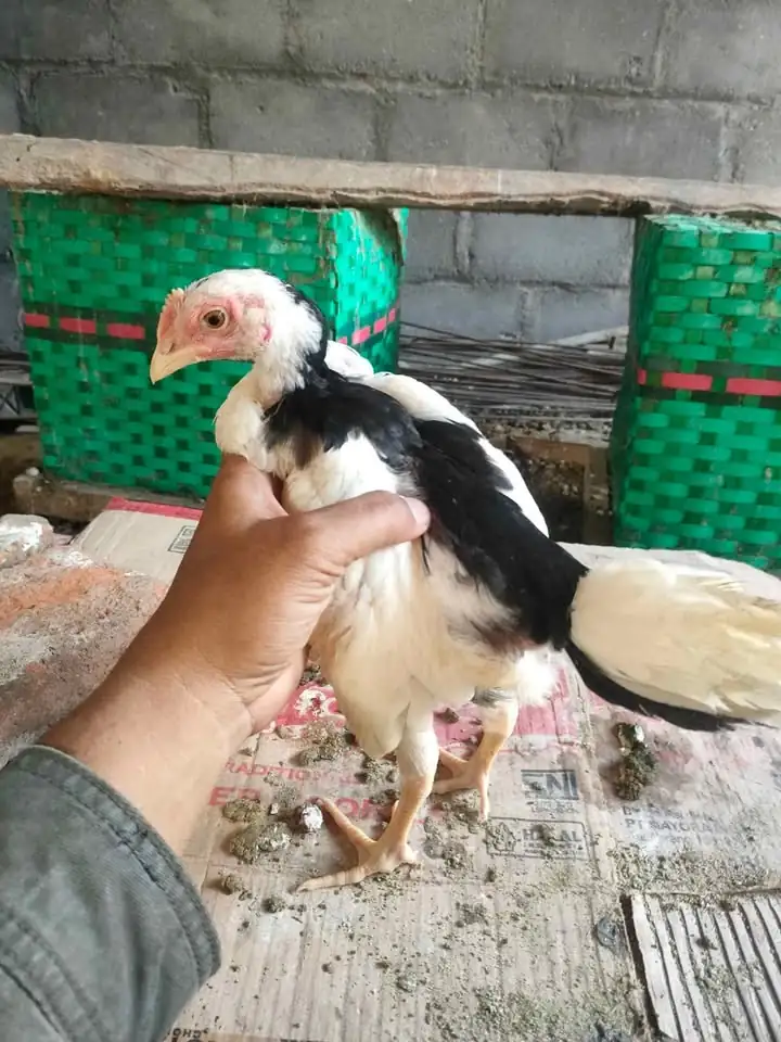 Jual ayam tulak Srono