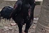 Ayam populer