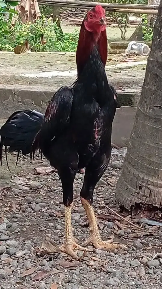Ayam populer