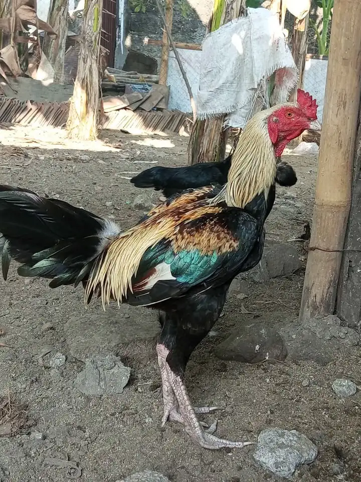 Ayam kampung