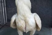 Ayam putih mulus 5,5 bulan