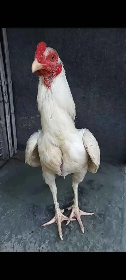 Ayam putih mulus 5,5 bulan