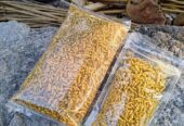 Makanan Siap Saji | makanan ringan | Lauk enak | ikan cetol CRISPY | C
