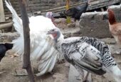 Ayam kalkun indukan