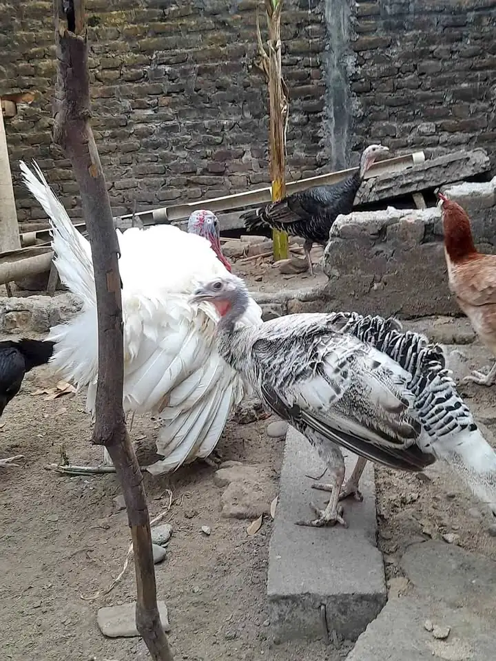 Ayam kalkun indukan