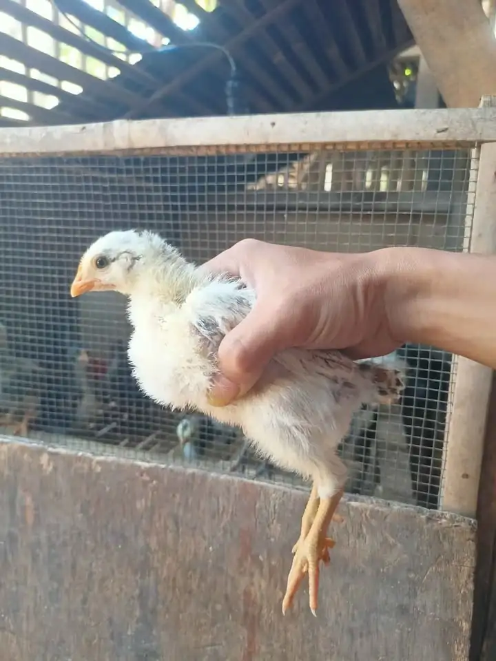 Ayam KUB-2