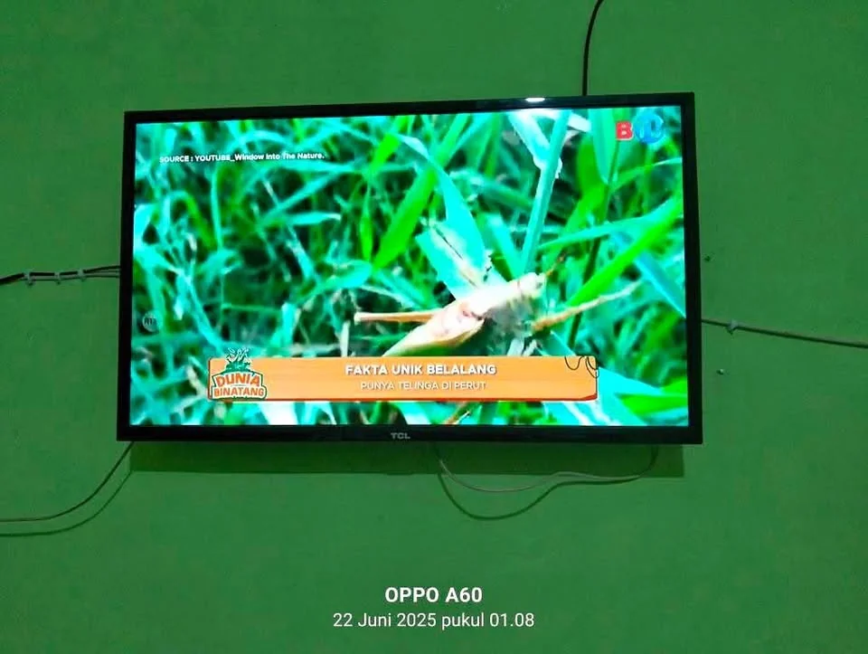 TV digital TCL 32 in