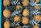 Nanas madu pemalang