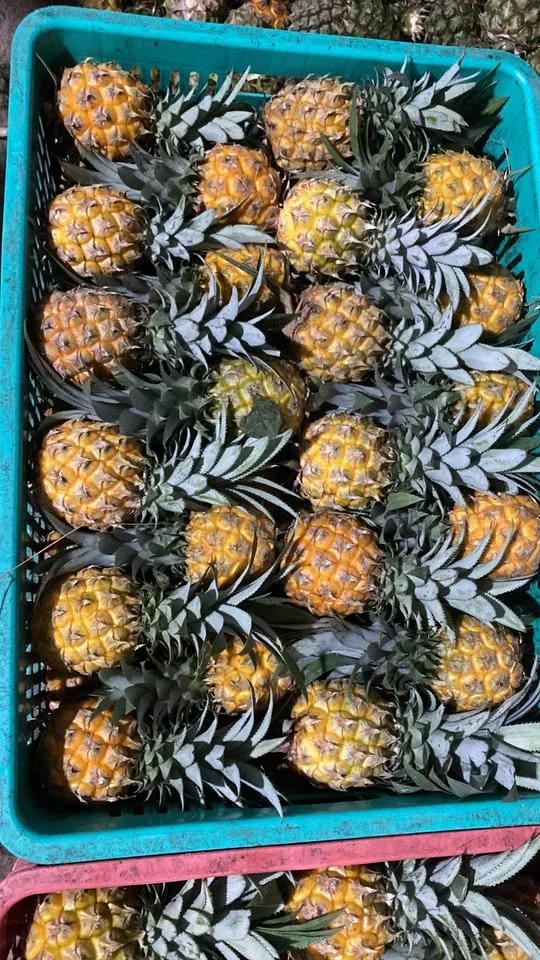 Nanas madu pemalang