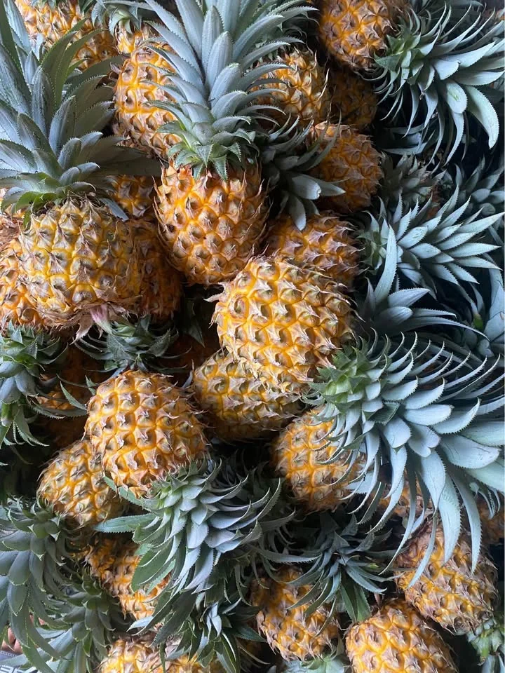 Nanas madu pemalang