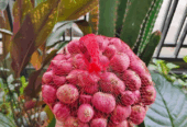 Jual Bawang Merah bima