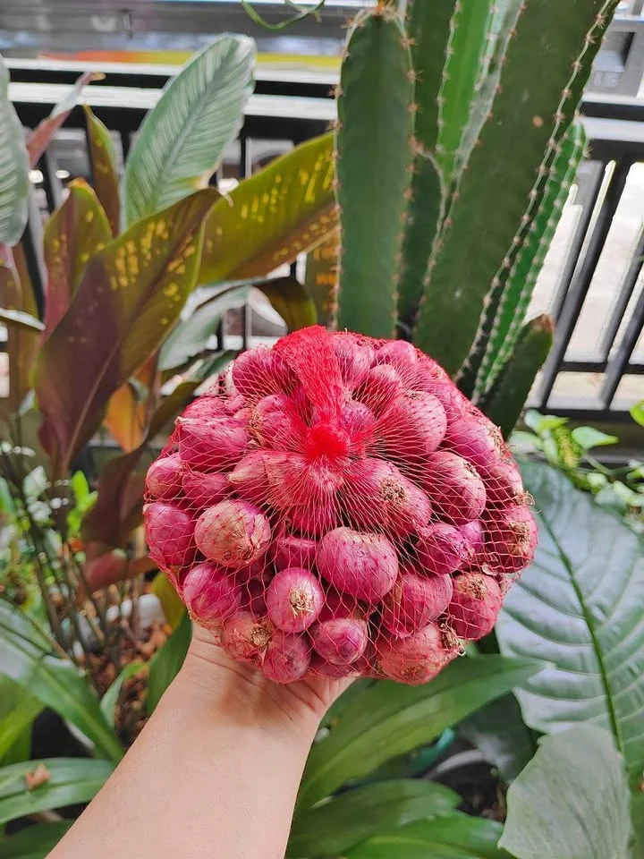 Jual Bawang Merah bima
