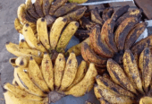 Pisang susu, koja manis