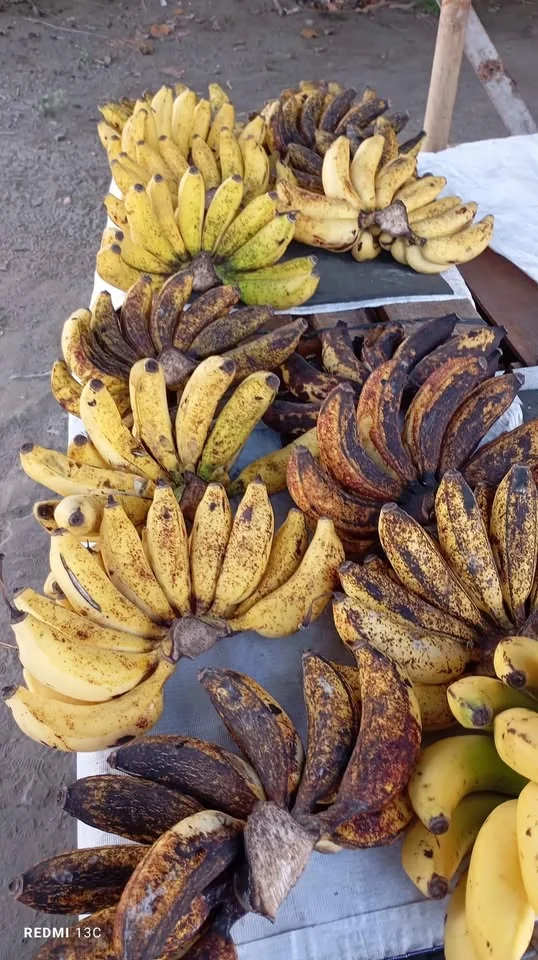 Pisang susu, koja manis