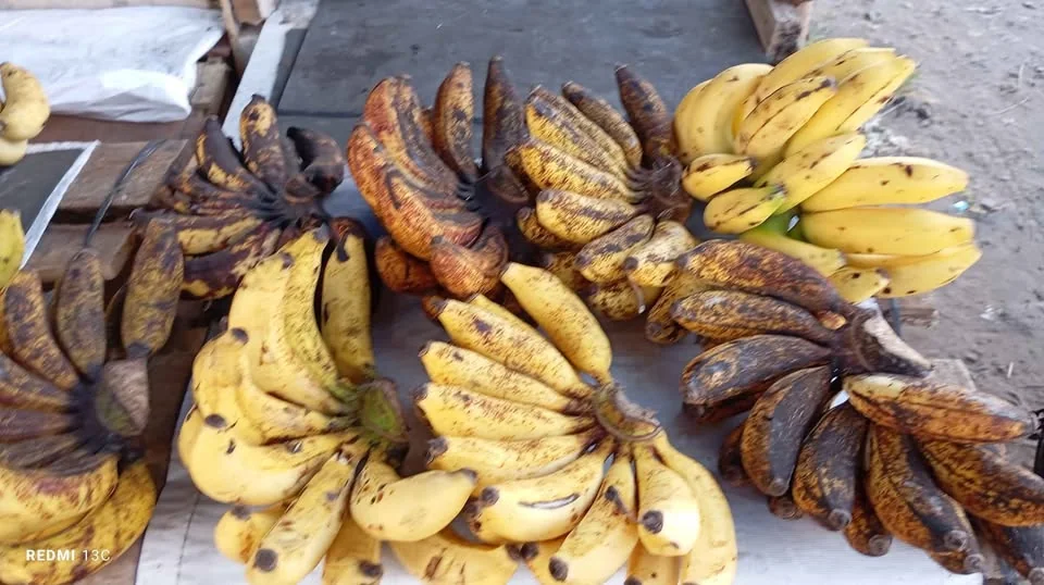 Pisang susu, koja manis