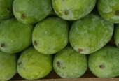 mangga rujak mangga tua pohon