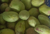 mangga rujak mangga tua pohon