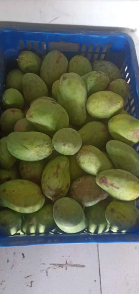 mangga rujak mangga tua pohon