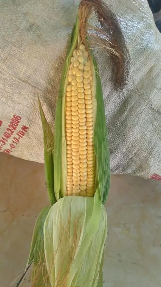 Jual Jagung Manis Klaten