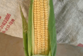 Jual Jagung Manis Klaten